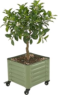 Vego garden Classic Rolling Citrus Tree Planter – 1.75' Mobile Metal Raised Garden Bed for Patio, Deck, Balcony – Deep Planting Space, Durable & Easy to Move (Olive Green, 1.75'X1.75')